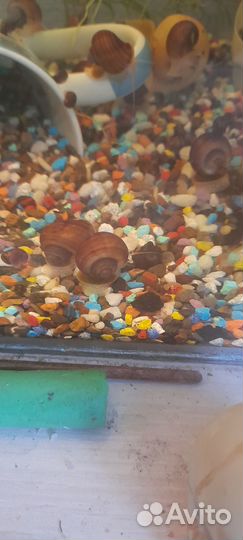 Улитки ампулярии