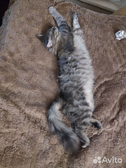 Домашние животные