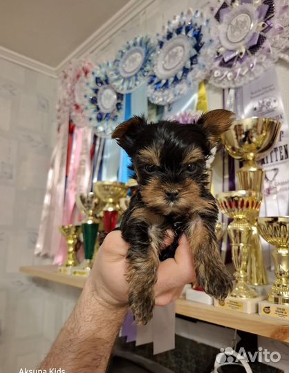 Йоркширский терьер мини беби фейс