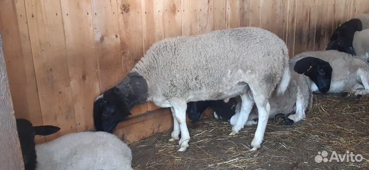Овцы дорпер