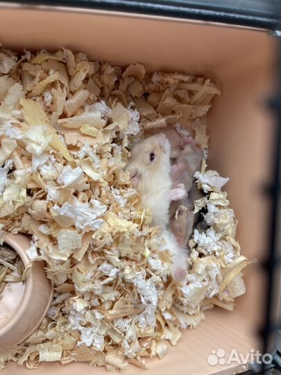 Джунгарский хомяк