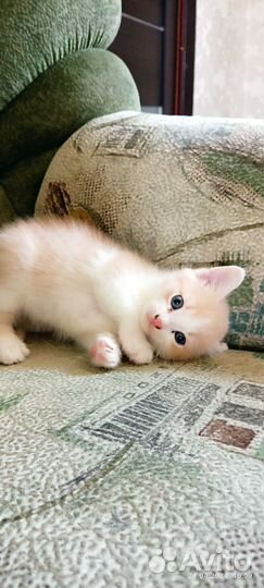 Домашние животные котята