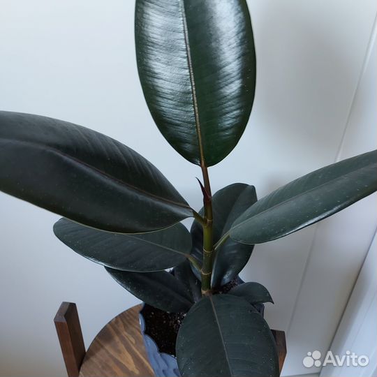 Фикус черный принц