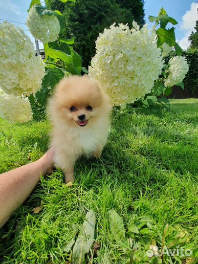 Померанский шпиц мини мальчик