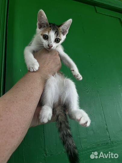 Котенок девочка