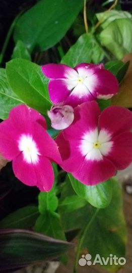 Комнатные цветы