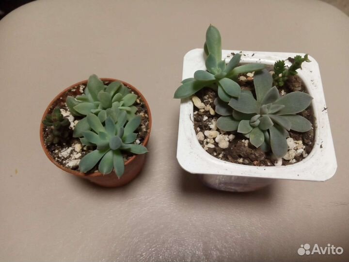 Суккуленты