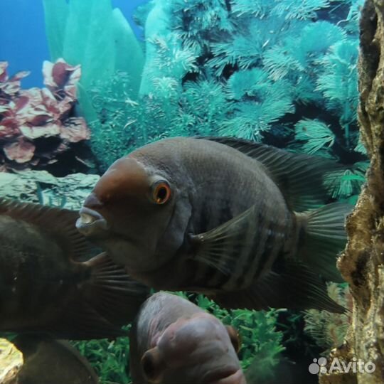 Северум красноплечий