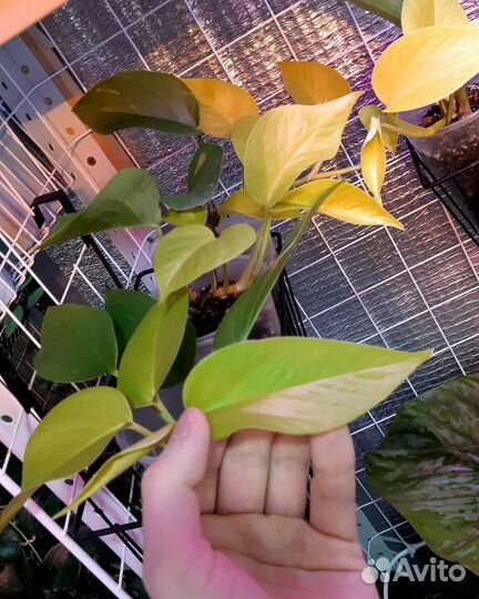 Сциндапсус неон