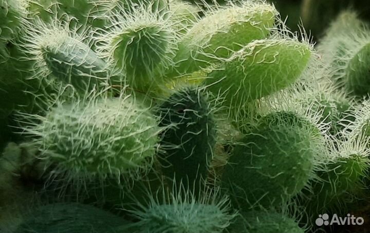 Седум хинтони (Sedum hintoni)