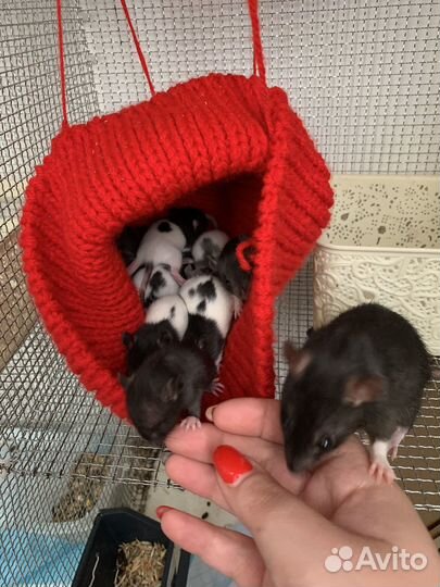 Крысята дамбо окрас серый