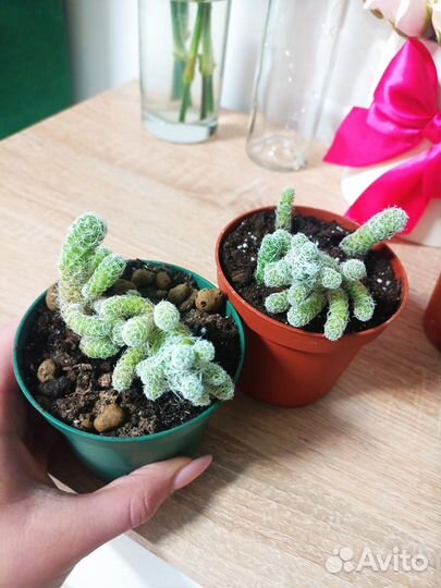 Кактусы и суккуленты