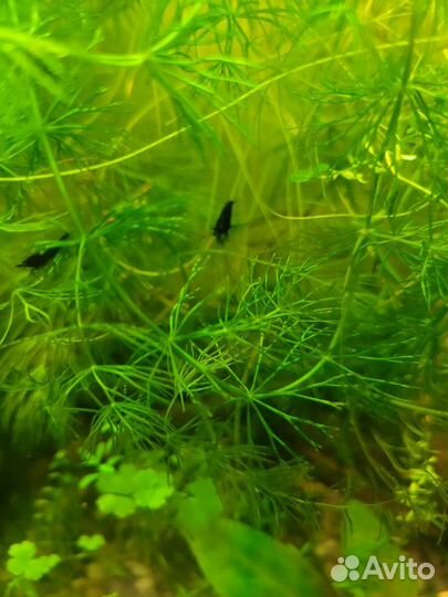 Аквариумные растения, рыбки, криветки