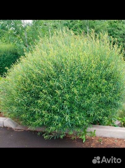 Саженцы декоративных кустарников Ива