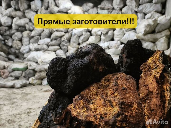Чага сырая