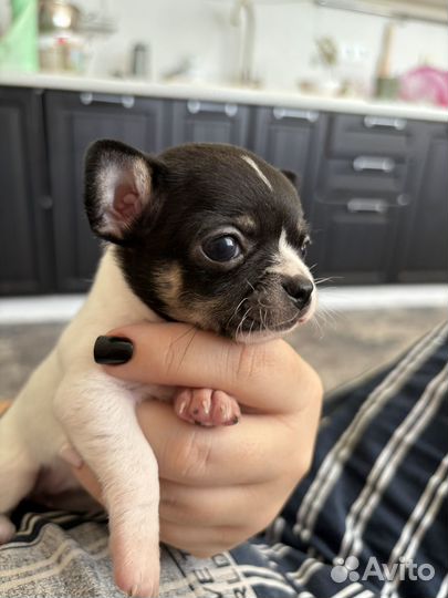 Милые чишки