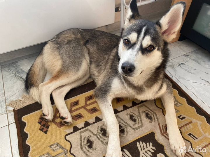 Сибирский хаски