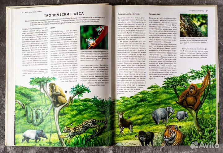 Животные мира: Энциклопедия. Джексон Том