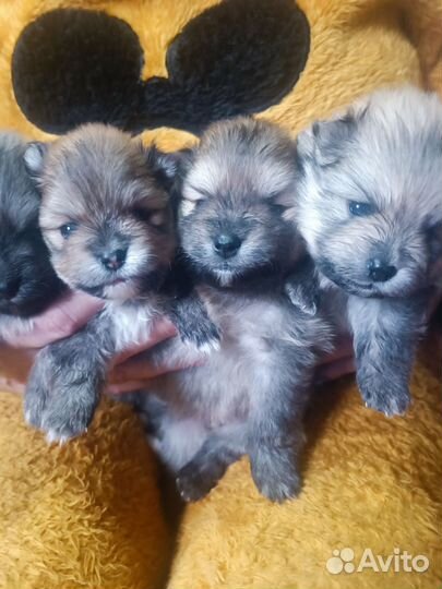 Померанский шпиц минюшечки)