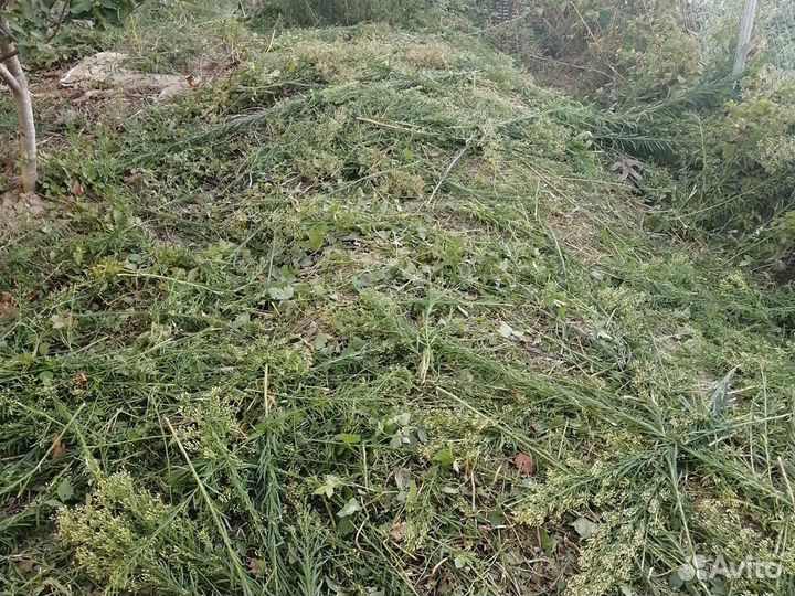 Покос травы