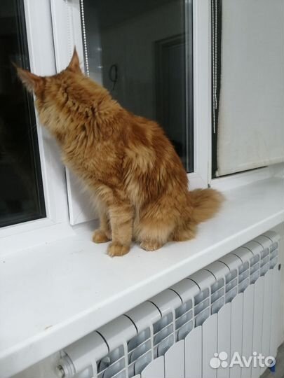 Котята мейн-кун