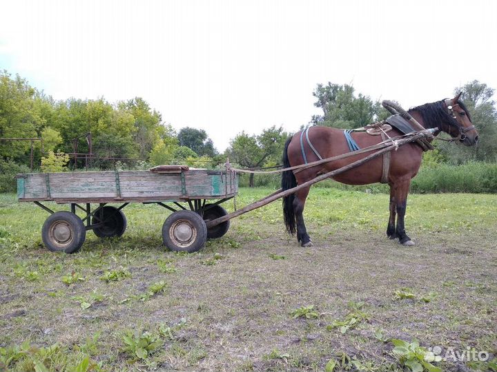 Продажа лошадей