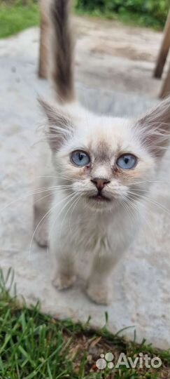 Кошка в дар бесплатно