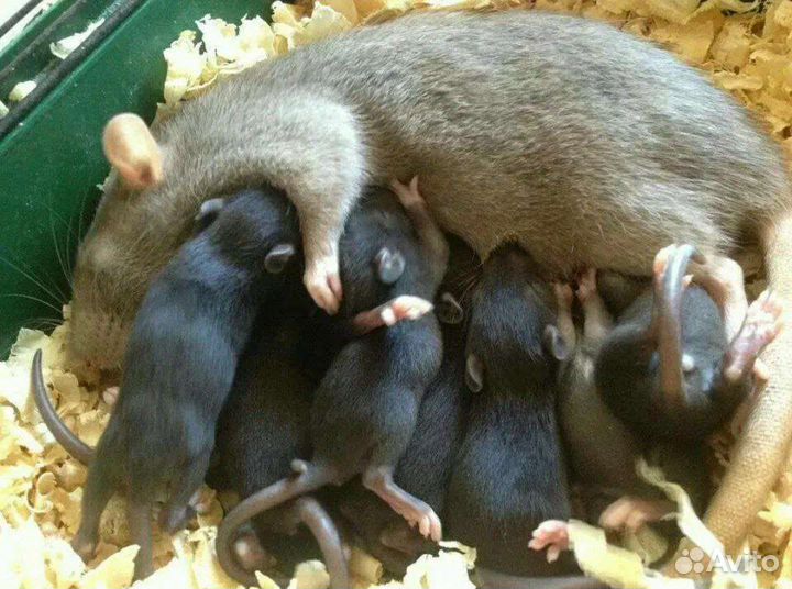 Кормовые крысы