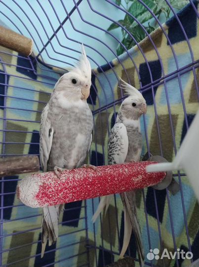 Мальчик годовалый (белолицей) кореллы с клеткой