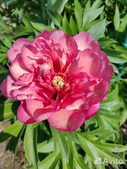 Пионы ито гибриды