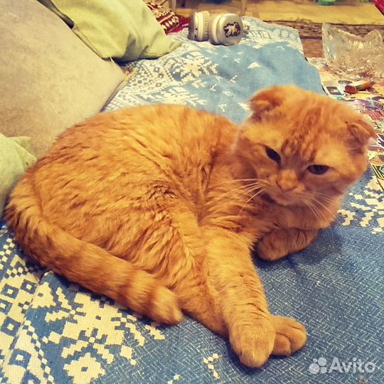 Кот в добрые руки