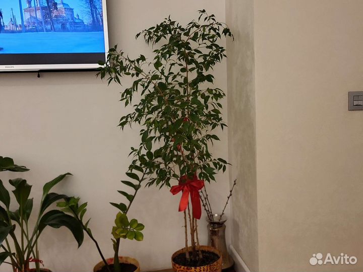 Фикус бенджамина большой