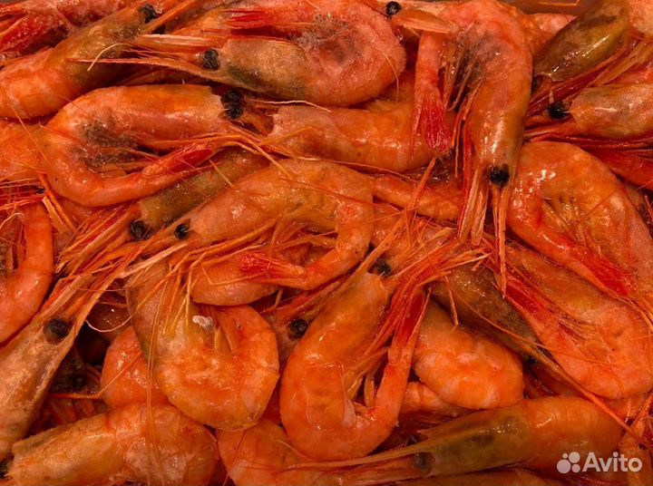 Креветка северная. Свежий улов. Опт