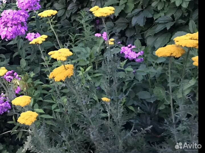 Садовые растения продам или обменяю