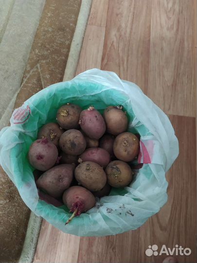 Семенной картофель