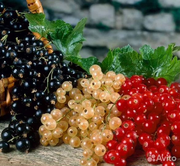 Саженцы черной смородины