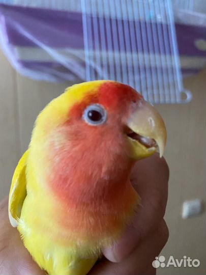 Неразлучник самец