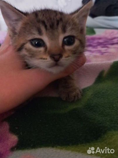 Котята