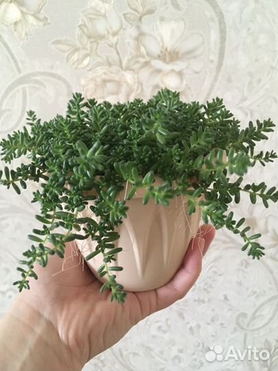 Комнатные растения