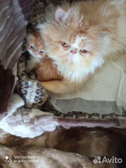 Котята