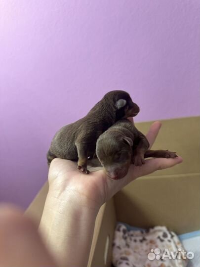 Той-терьер щенки