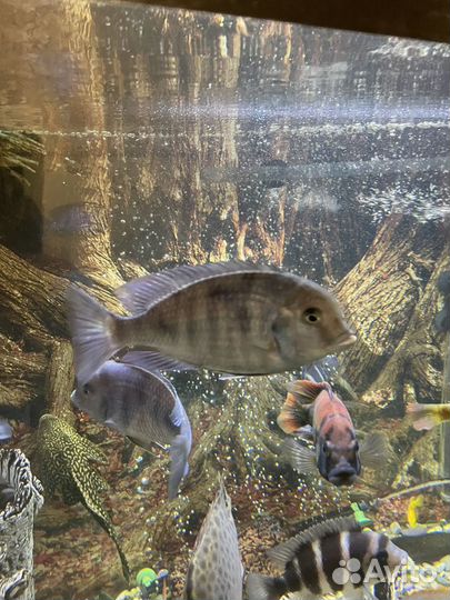 Аквариумные рыбки