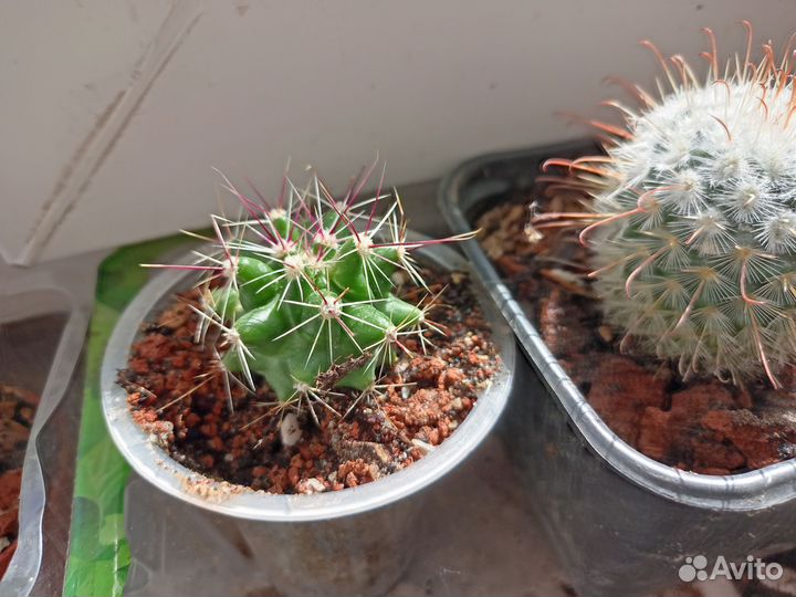 Детки и отростки кактусов отправлю в ваш город