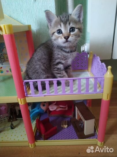 Сибирской кошки котята