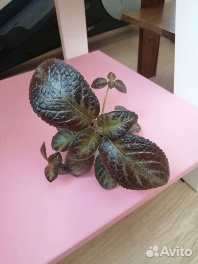 Гинура, дерево любви, (ахризон), Эписция, Хойя