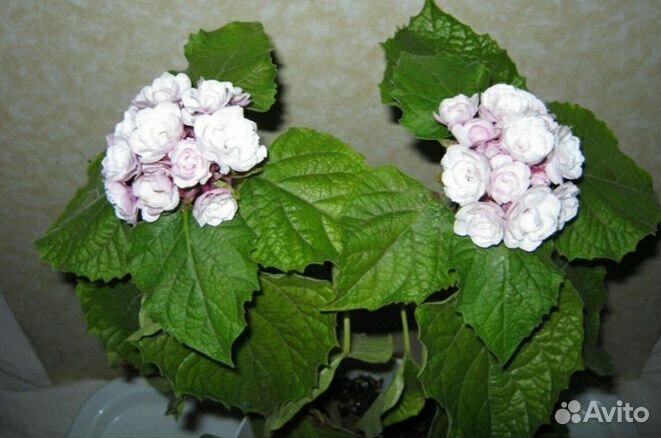 Клеродендрум филиппинский или душистый