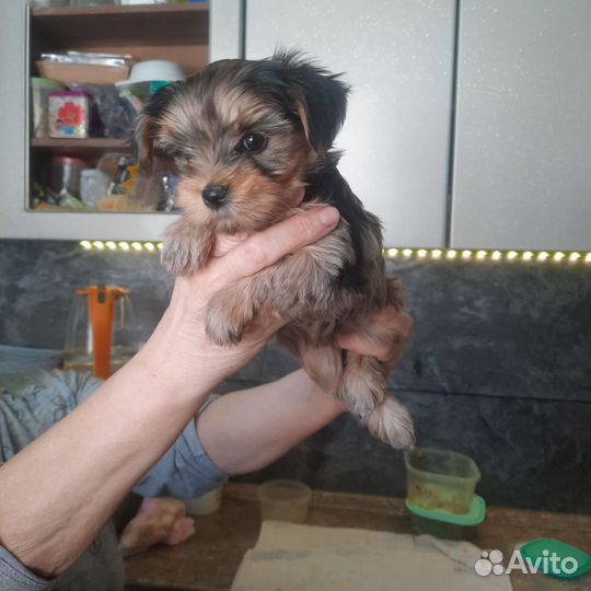 Щенки Йорка