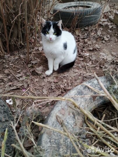 Котята в добрые руки даром