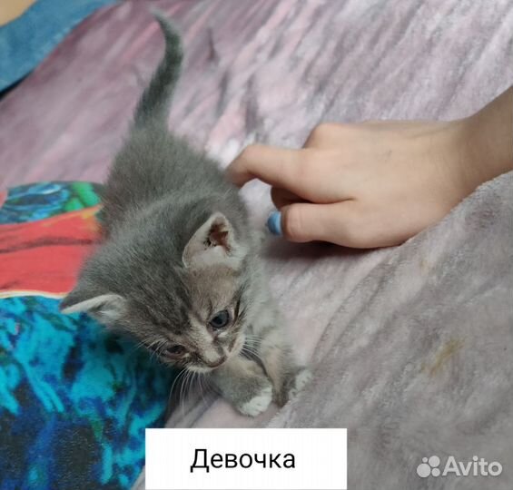 Пушистики в добрые руки