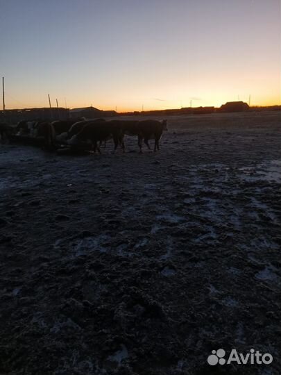 Телки герефорд